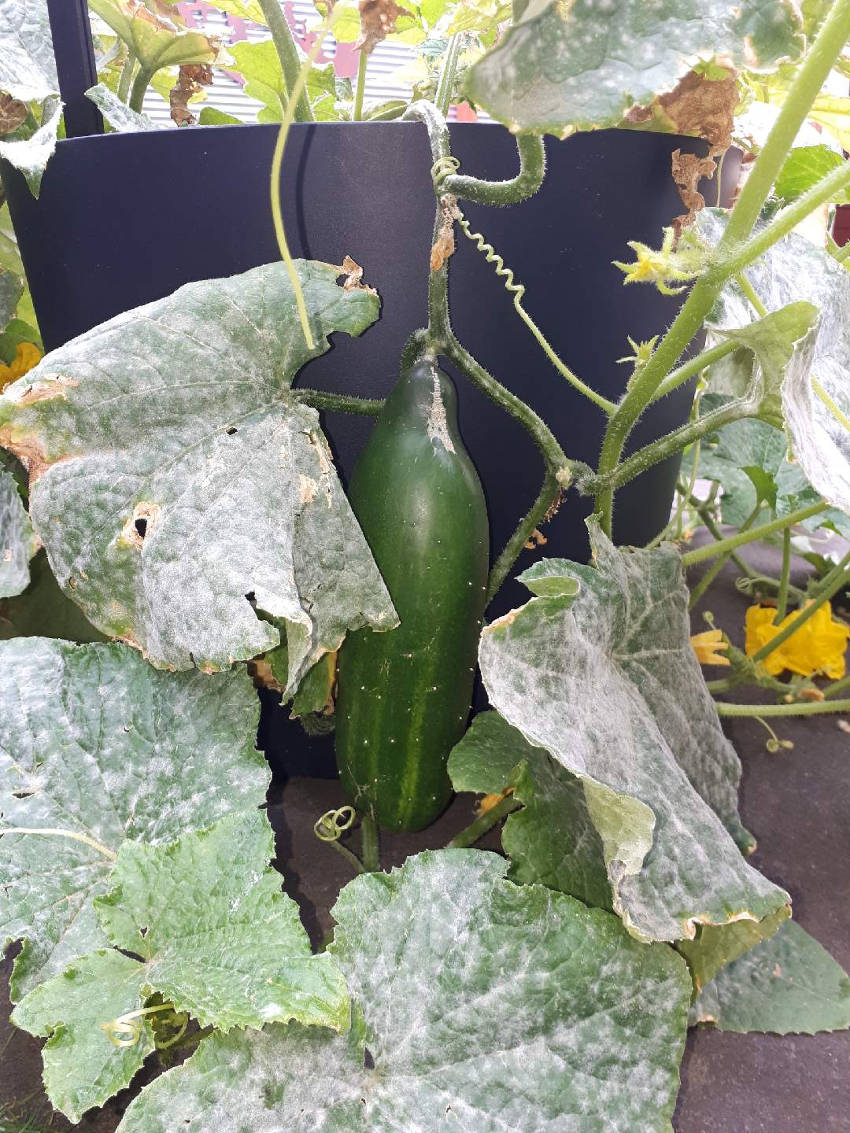 Powdery Mildew How To Deal With The Cucurbits Most Common Problem 